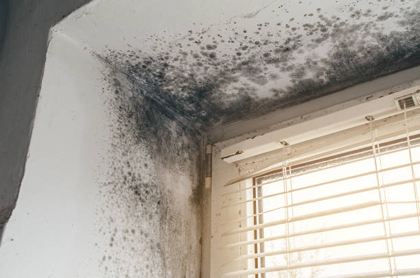 Affordable Mold Cleanup solutions in Glen Richey, PA